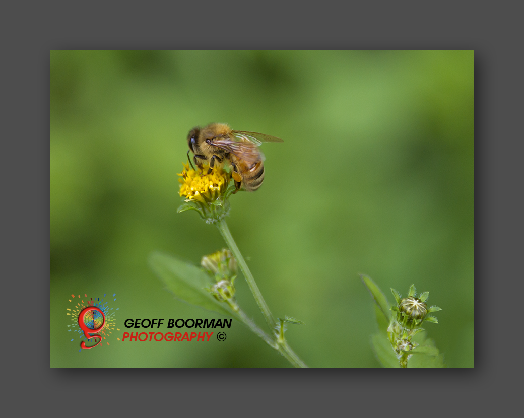 Wombolly Metal - Bee