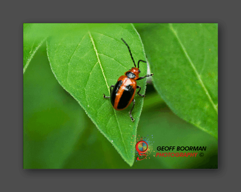 Wombolly Metal - Ladybug