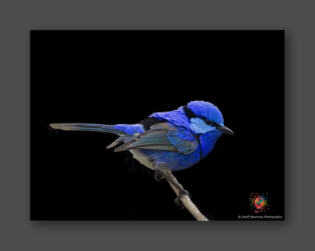 Splendid Fairywren