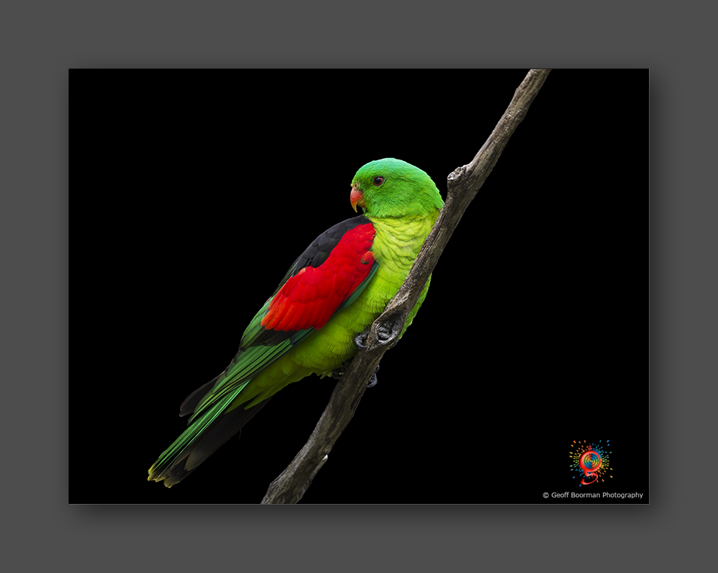 Red-winged Parrot