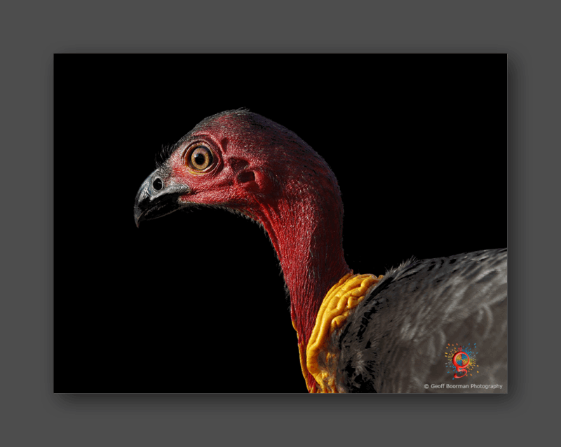 Brush Turkey
