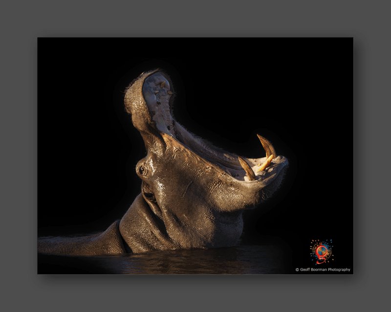 Wombolly Metal - African Hippo