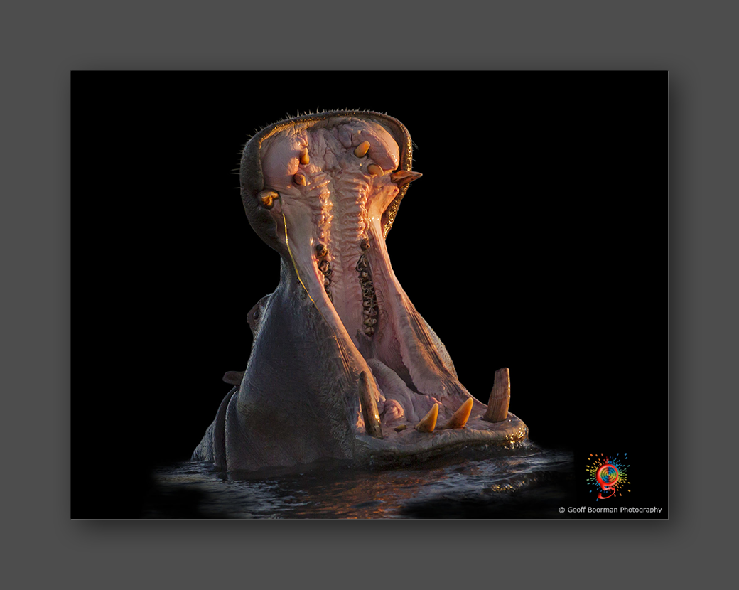 Wombolly Metal - African Hippo