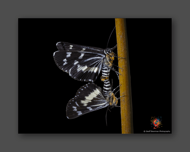 Wombolly Metal - Butterflies