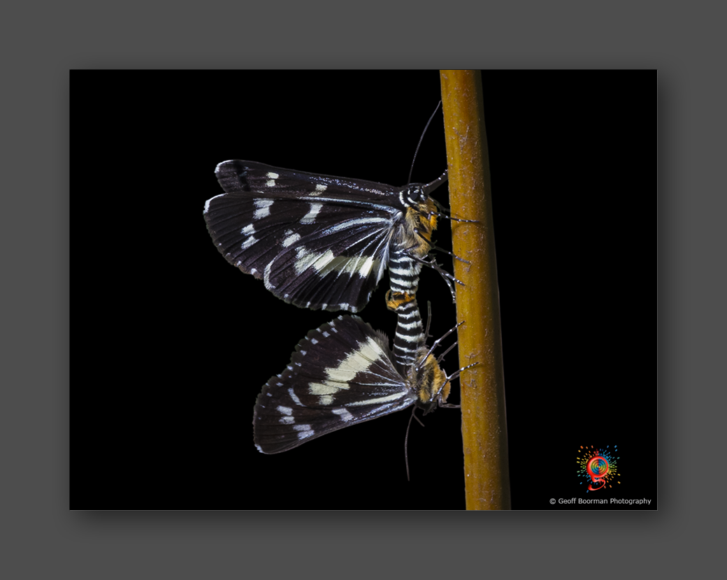 Wombolly Metal - Butterflies