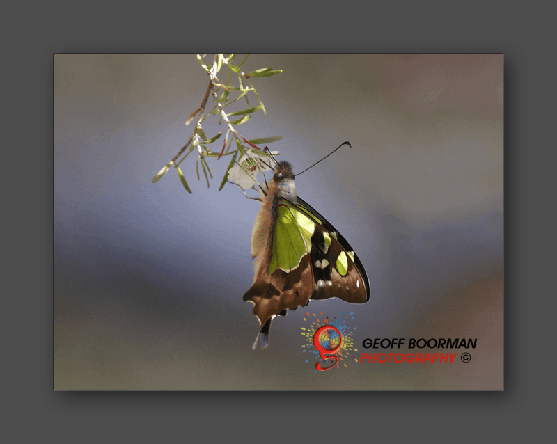 Wombolly Metal - Butterfly