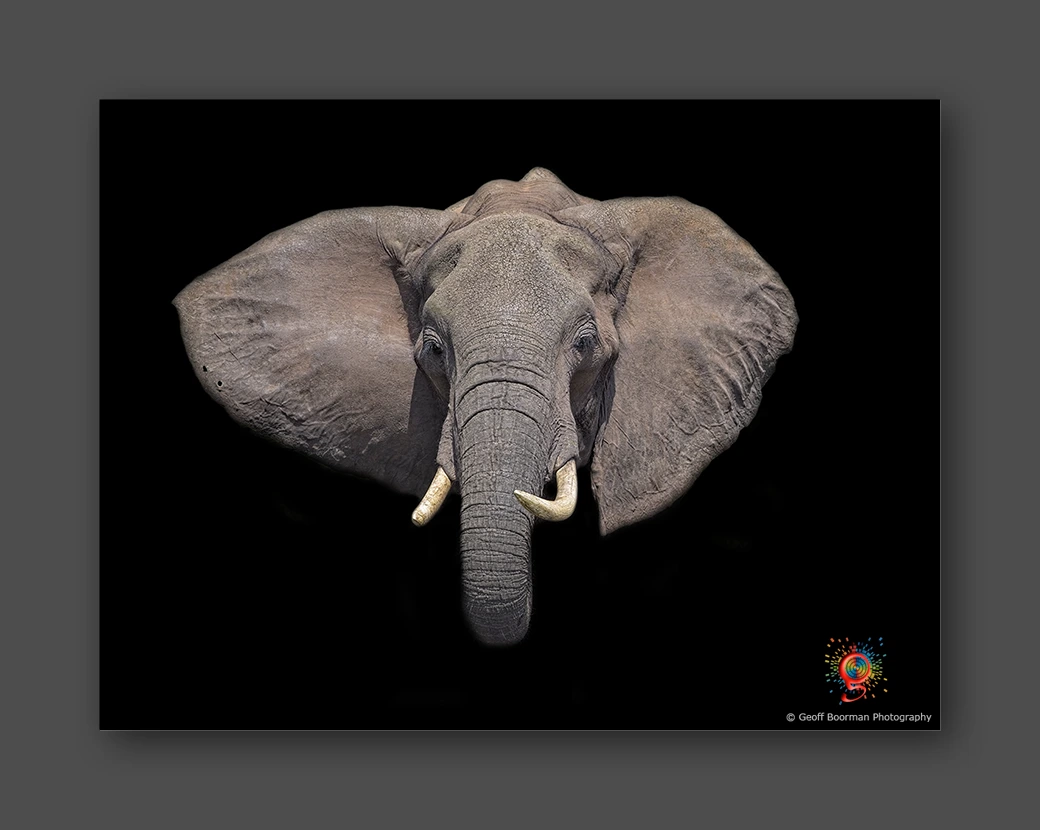 African Elephant