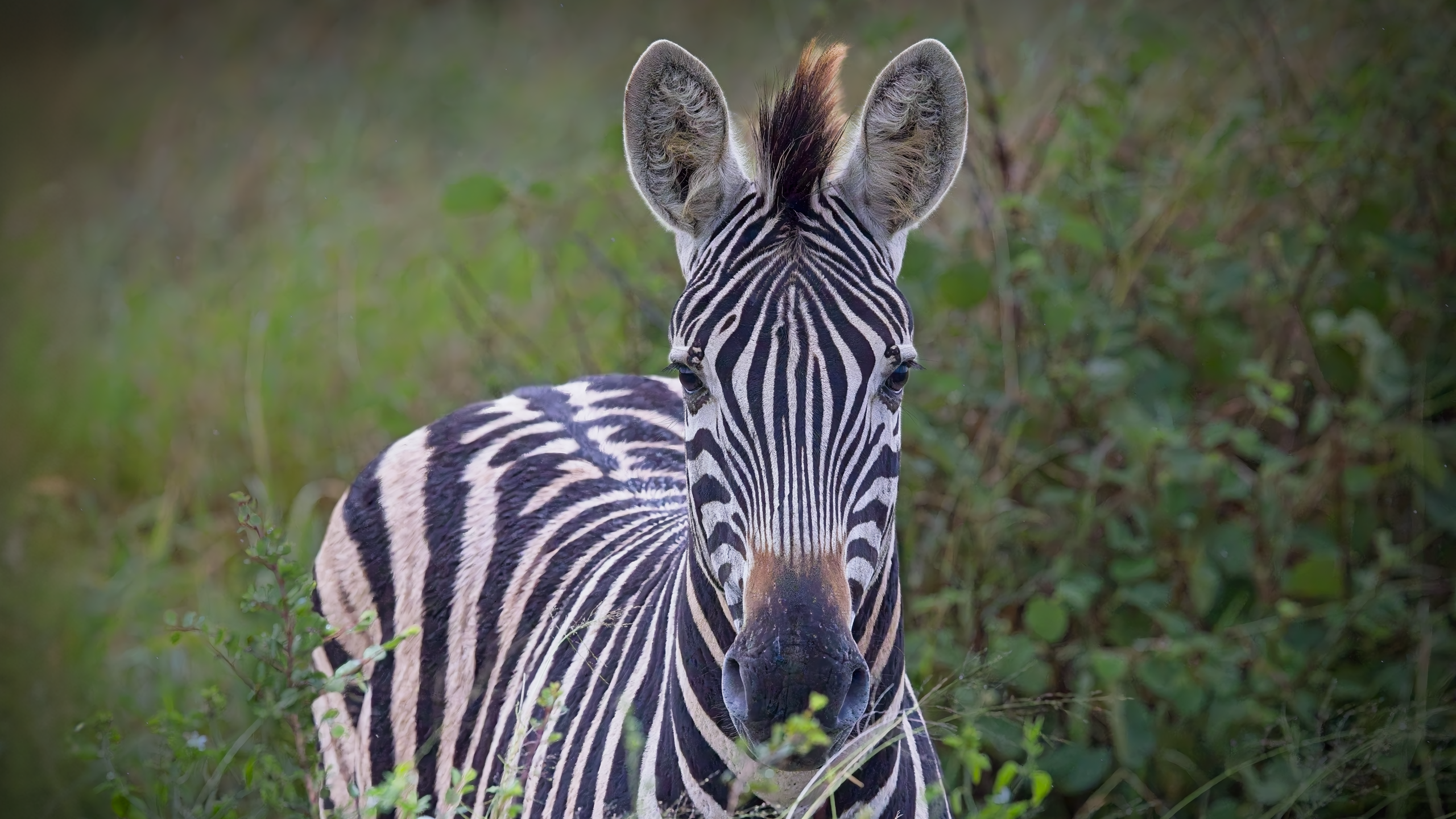 Wombolly Metal - African Zebra