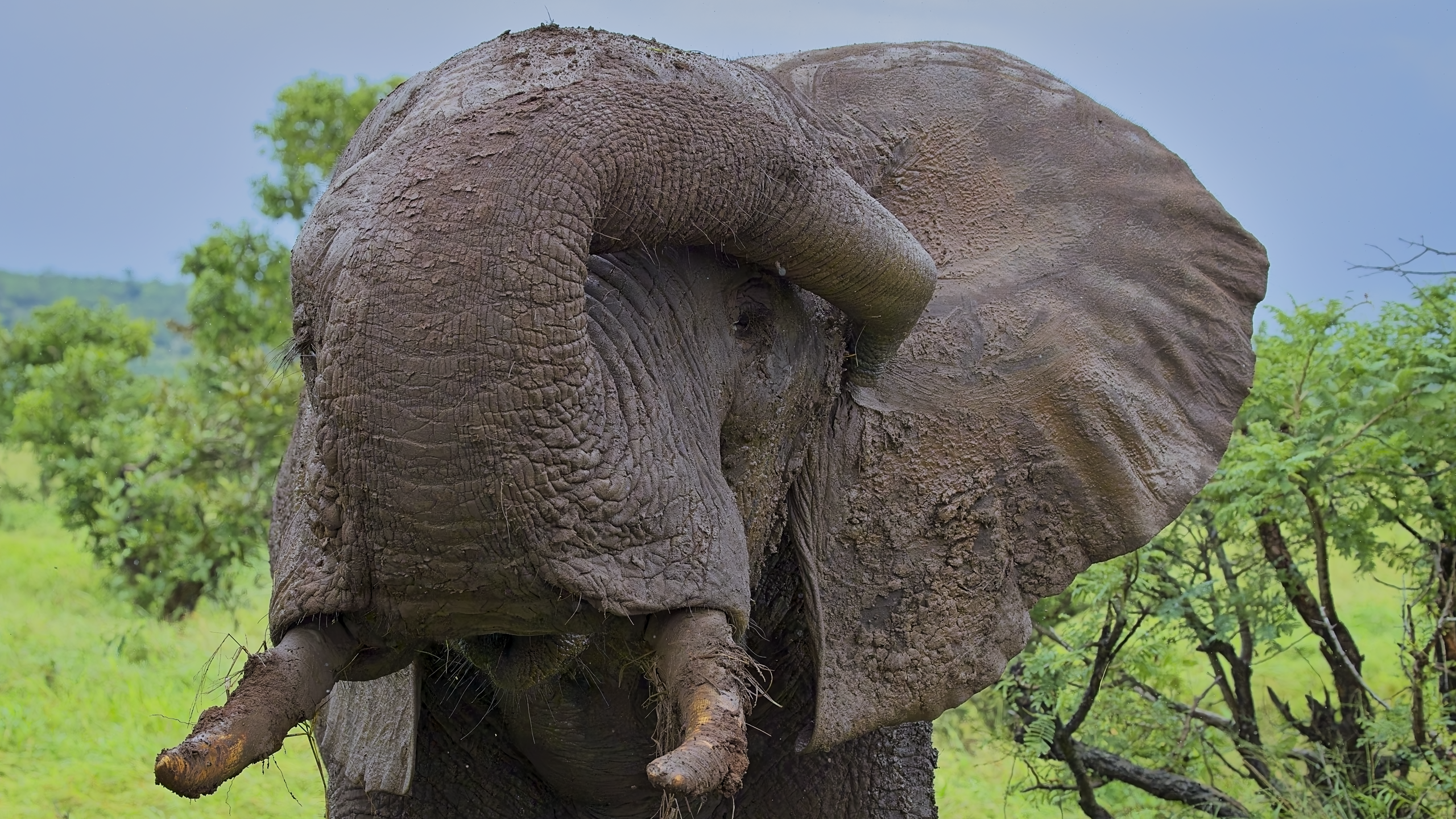 Wombolly Metal - African Elephant