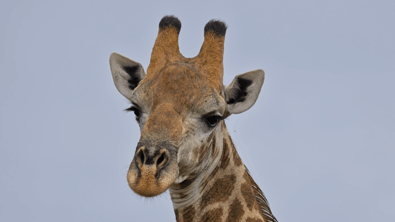 Geoff Boorman Photography - African Giraffe