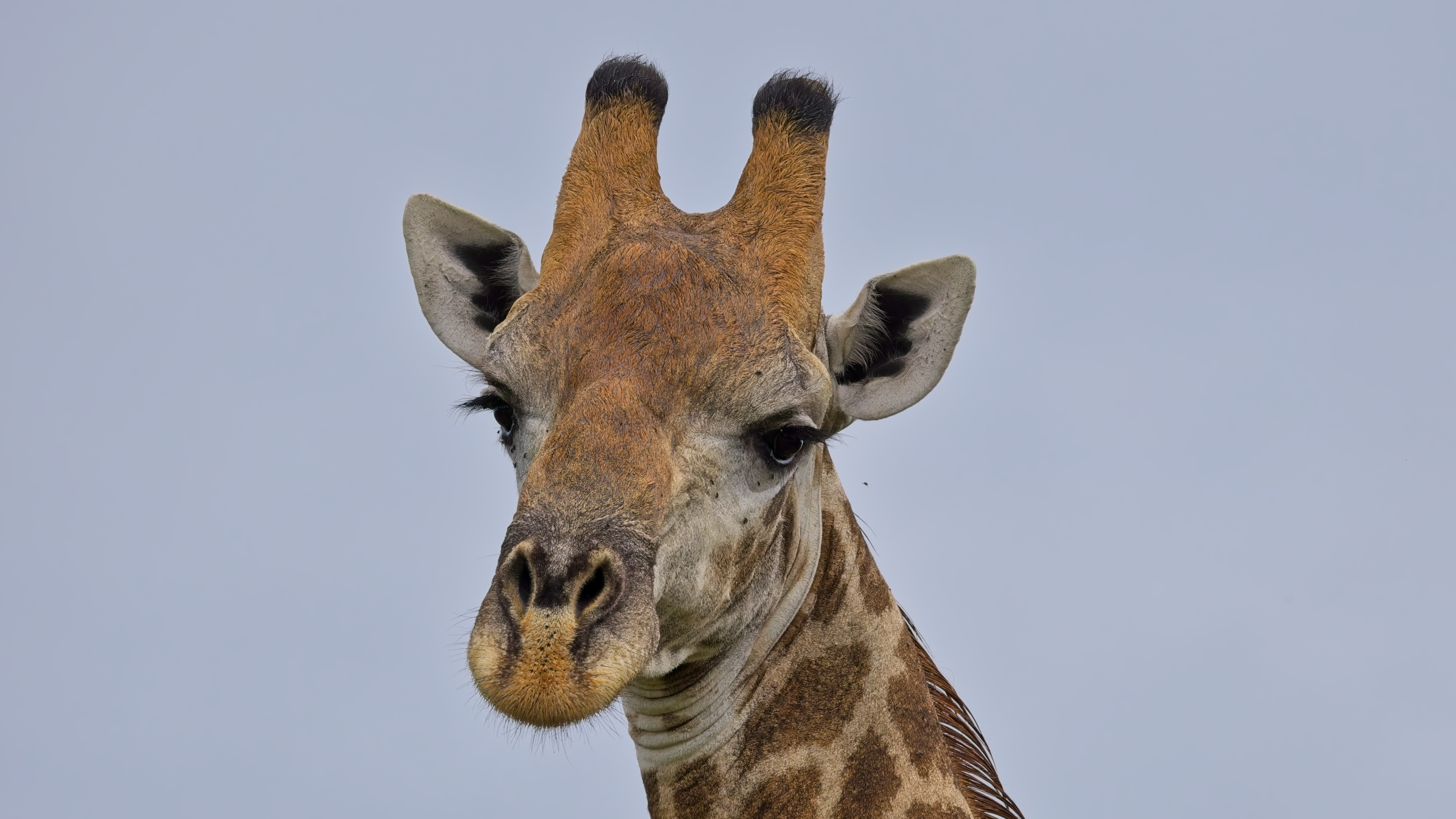 Geoff Boorman Photography - African Giraffe