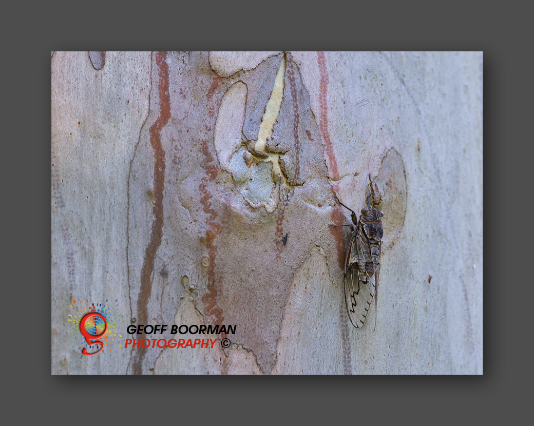 Wombolly Metal - Cicada
