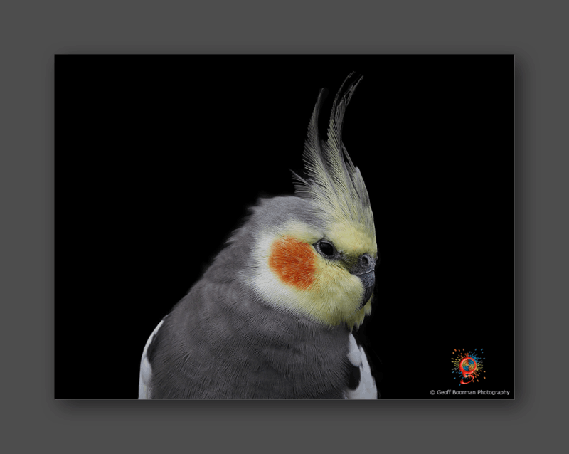 Cockatiel