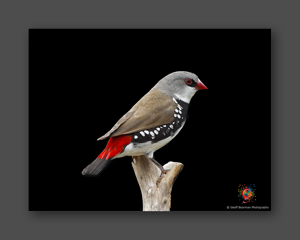 Diamond Firetail