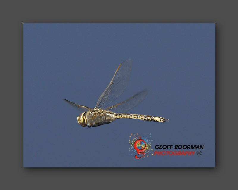 Wombolly Metal - Dragonfly