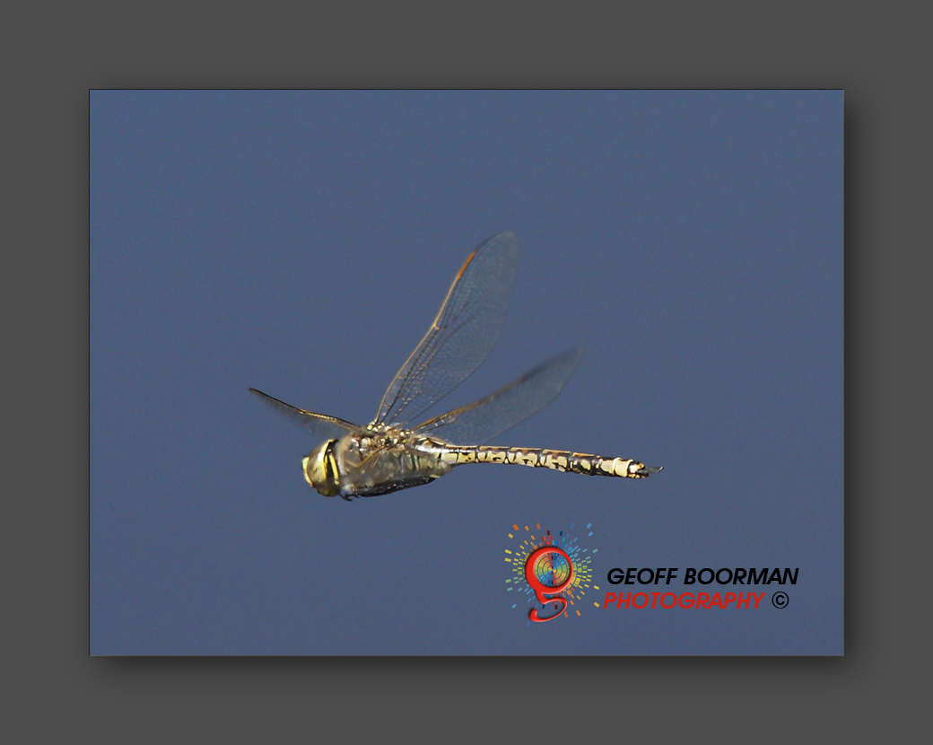 Wombolly Metal - Dragonfly
