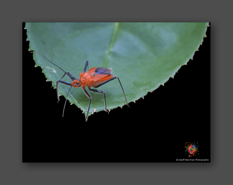 Wombolly Metal - Bug