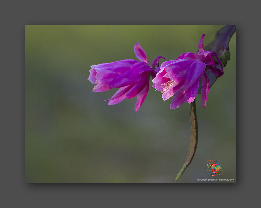 Wombolly Metal - Christmas Cactus
