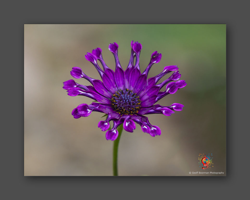 Wombolly Metal - Moon Daisy