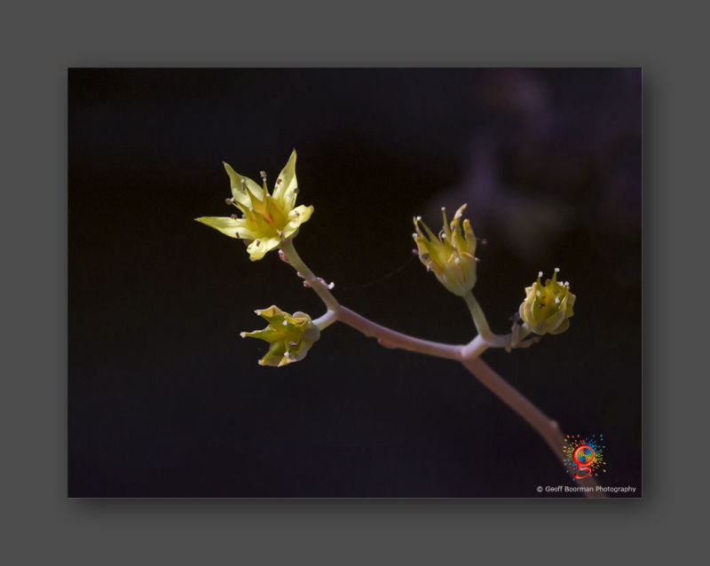 Wombolly Metal - Succulent