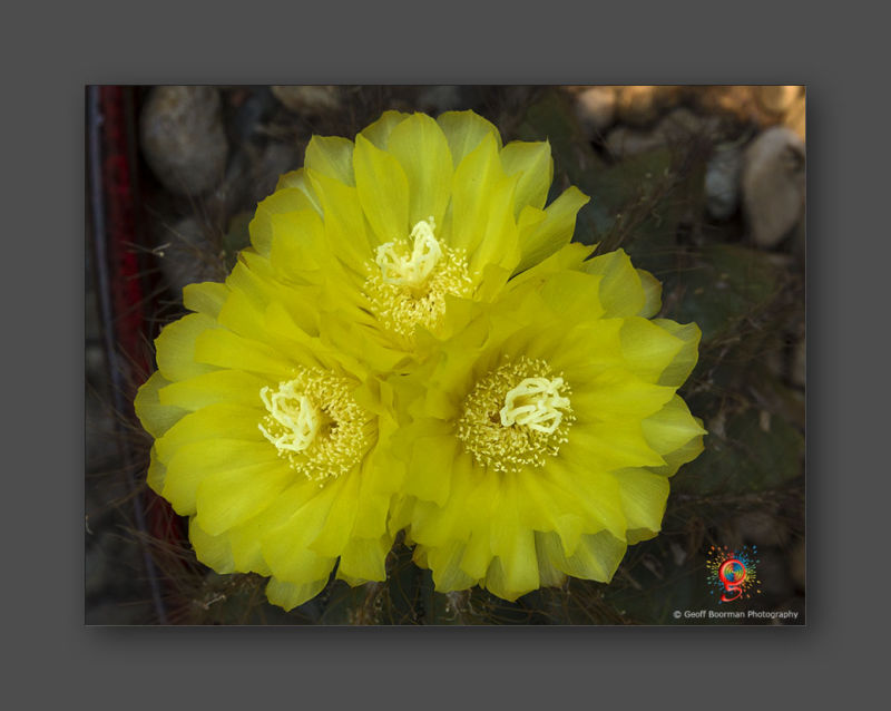 Wombolly Metal - Cactus Flower