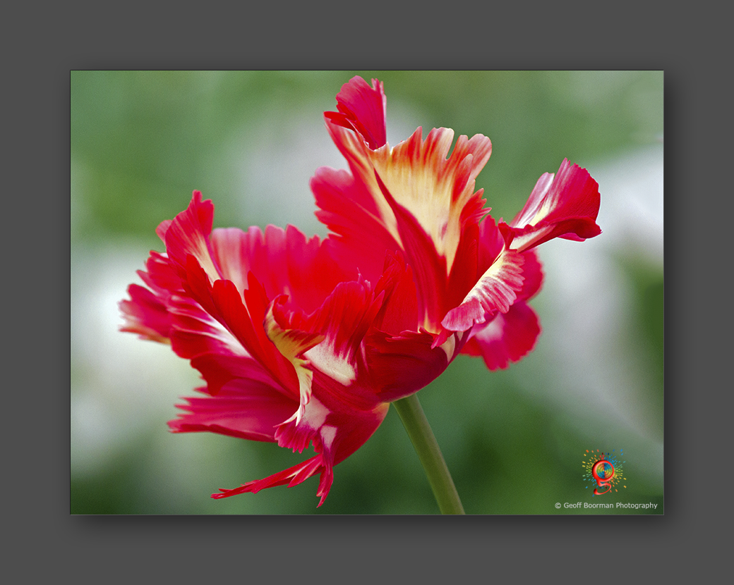Wombolly Metal - Tulip