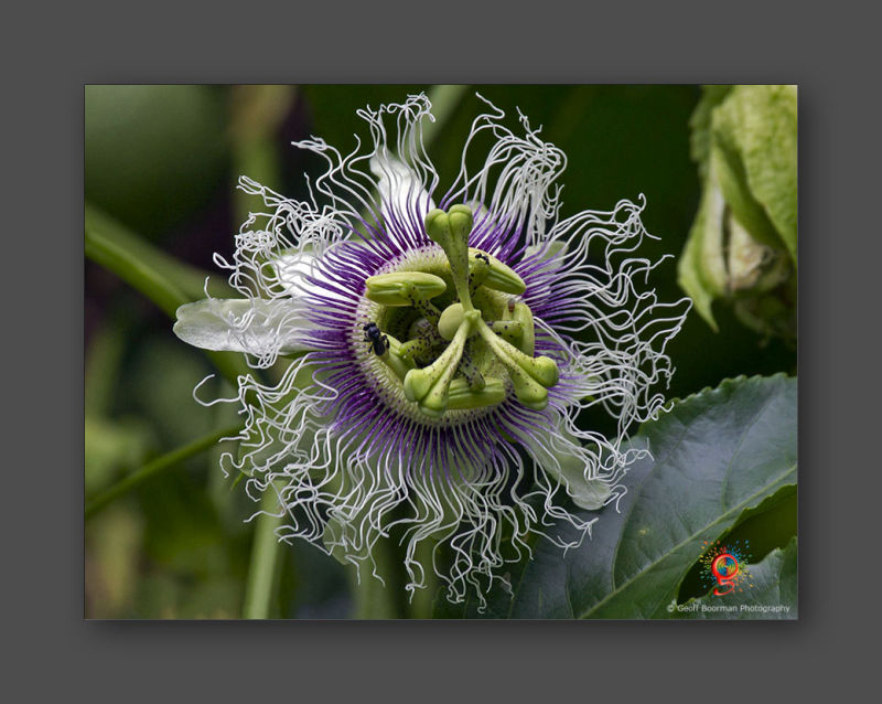 Wombolly Metal - Passion Fruit