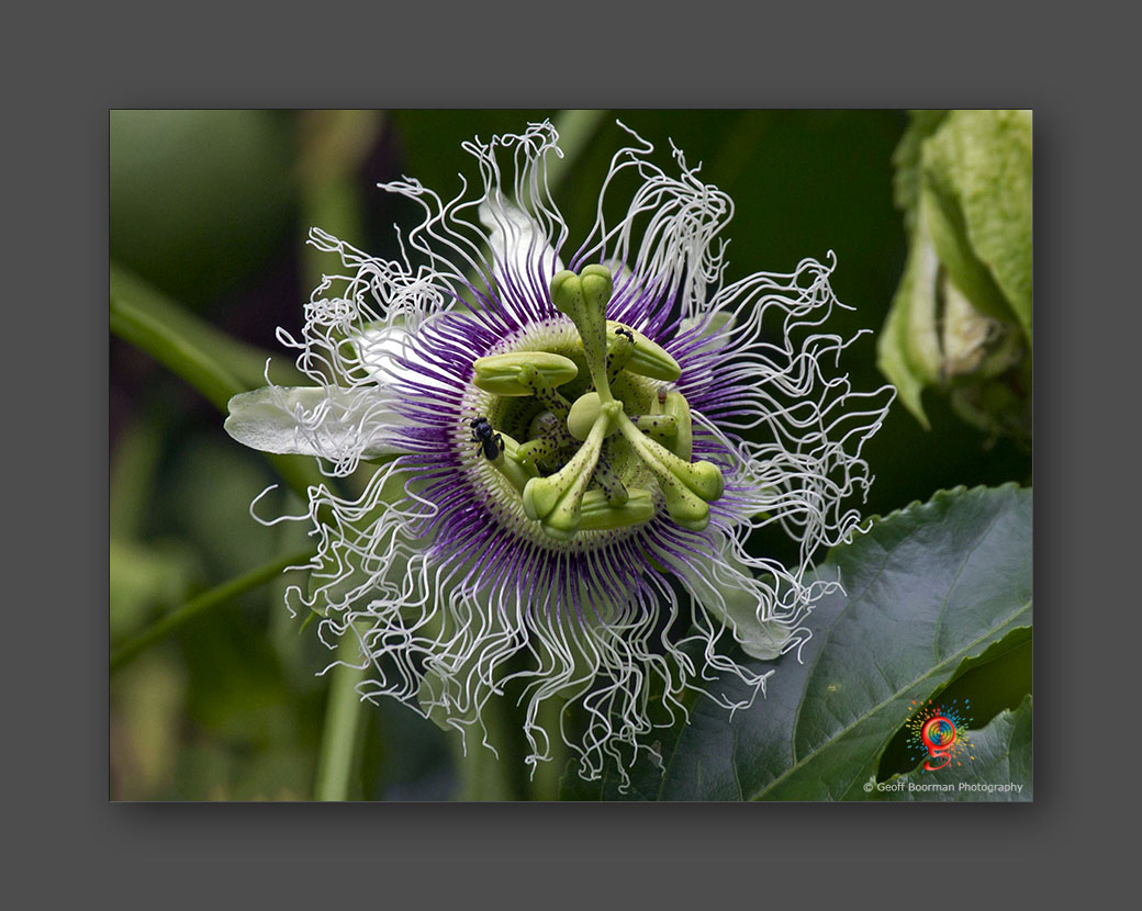 Wombolly Metal - Passion Fruit