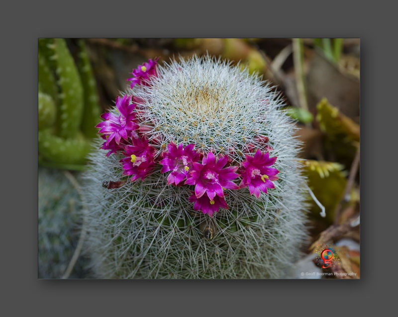 Wombolly Metal - Cactus Flowers