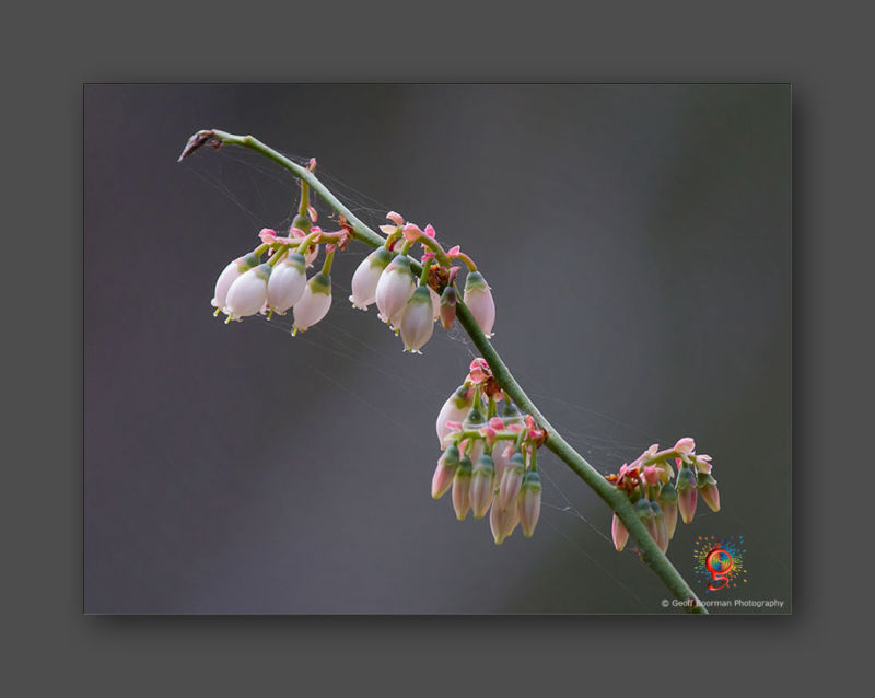 Wombolly Metal - Blueberry Flowers