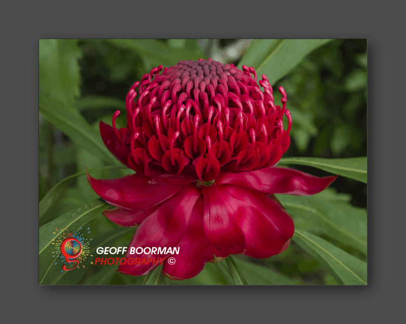 Wombolly Metal - Waratah