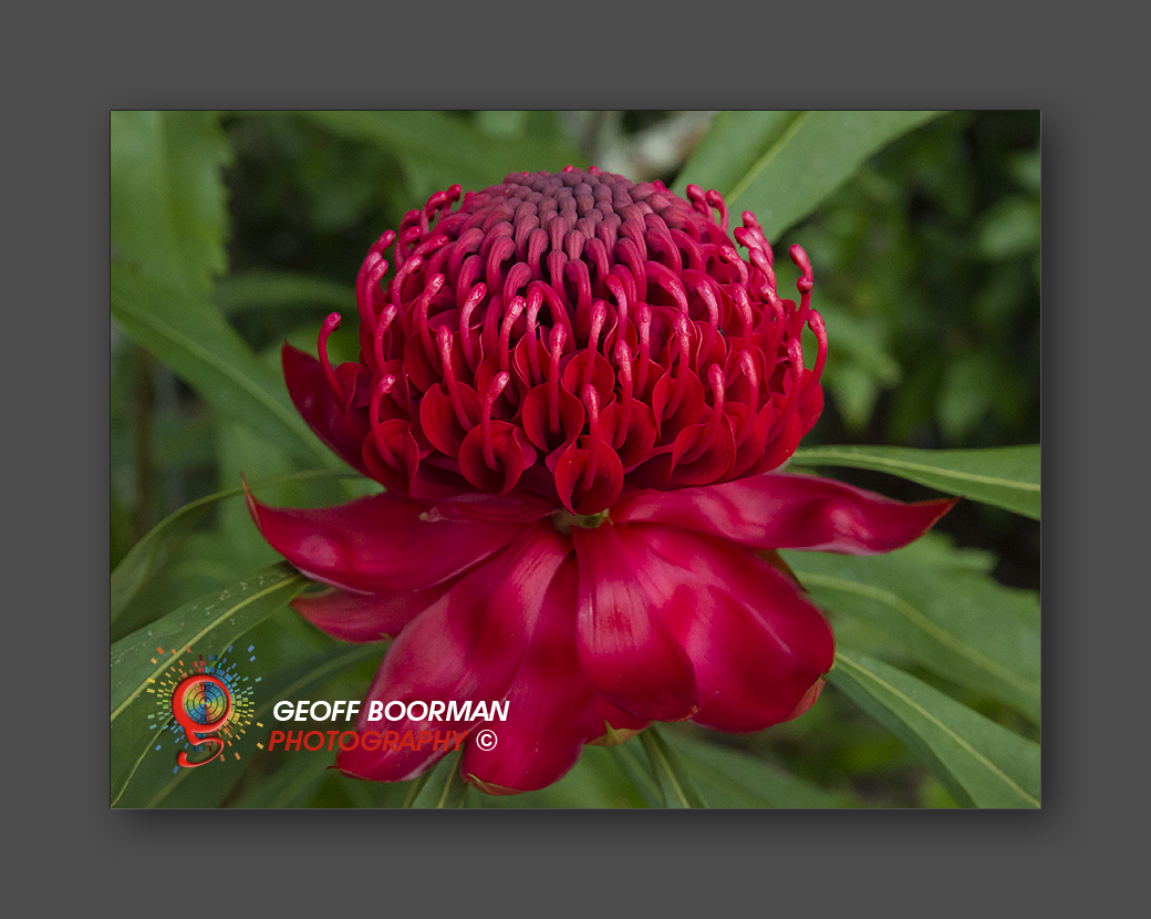 Wombolly Metal - Waratah