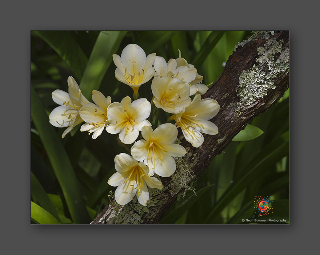 Wombolly Metal - Clivias