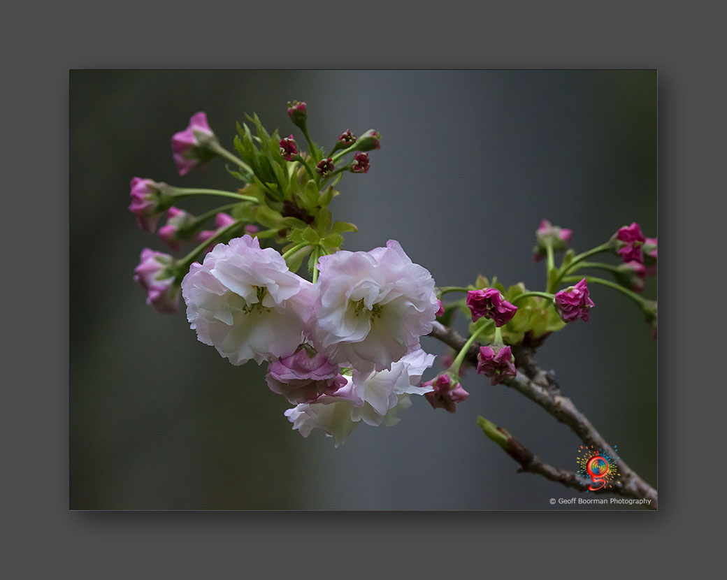Wombolly Metal - Flowering Cherry