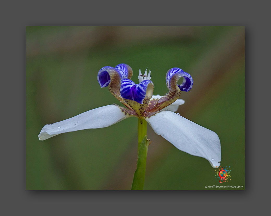 Wombolly Metal - Wandering Iris