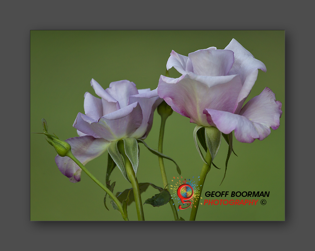 Wombolly Metal - Roses