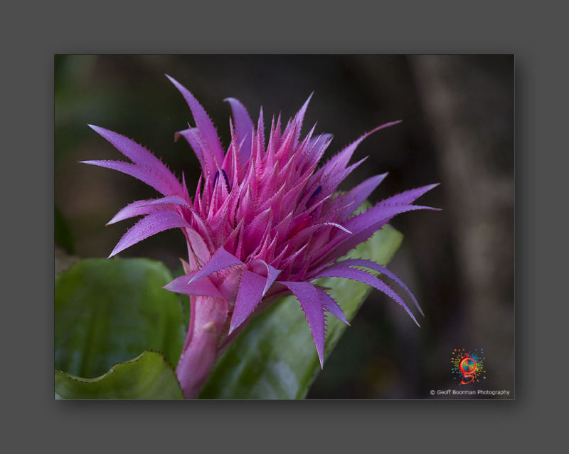 Wombolly Metal - Bromeliad