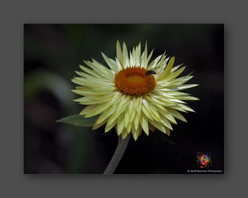 Wombolly Metal - Paper Daisy