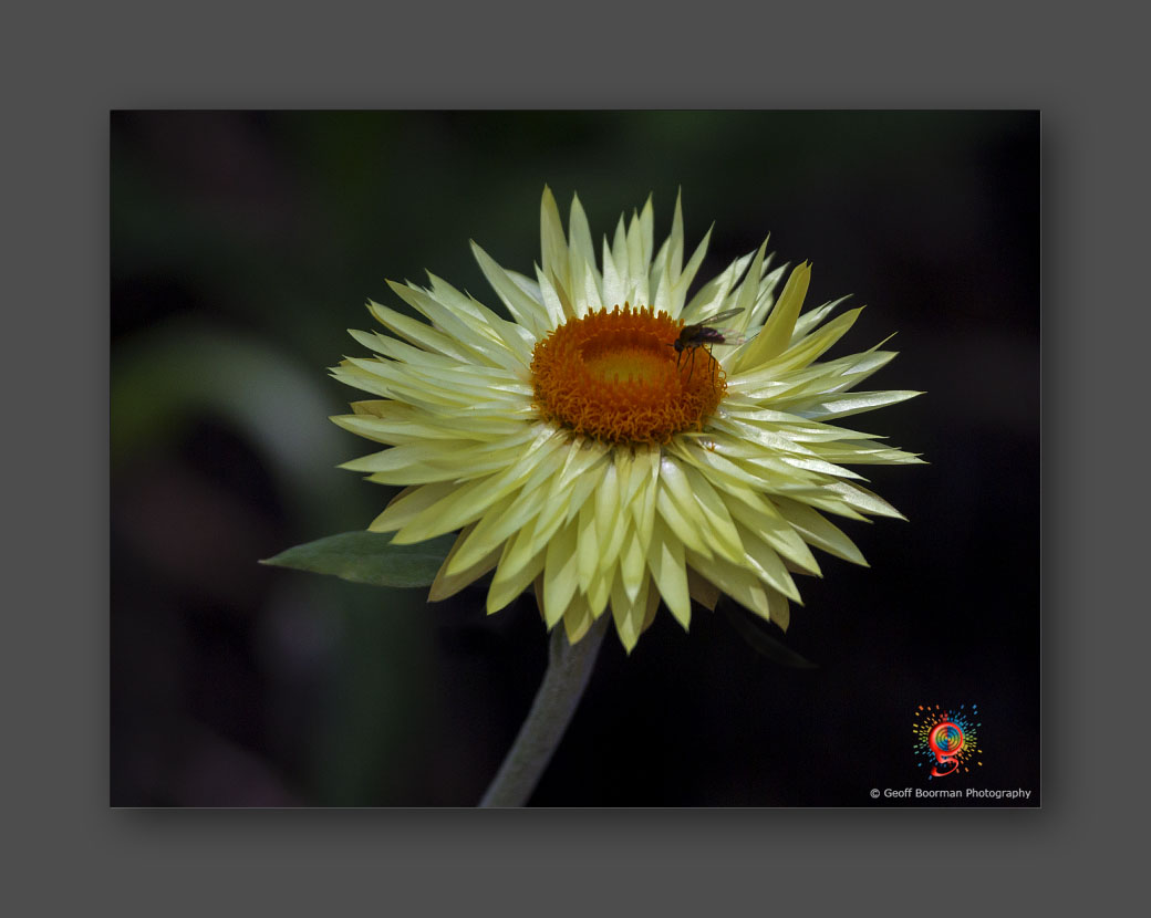 Wombolly Metal - Paper Daisy