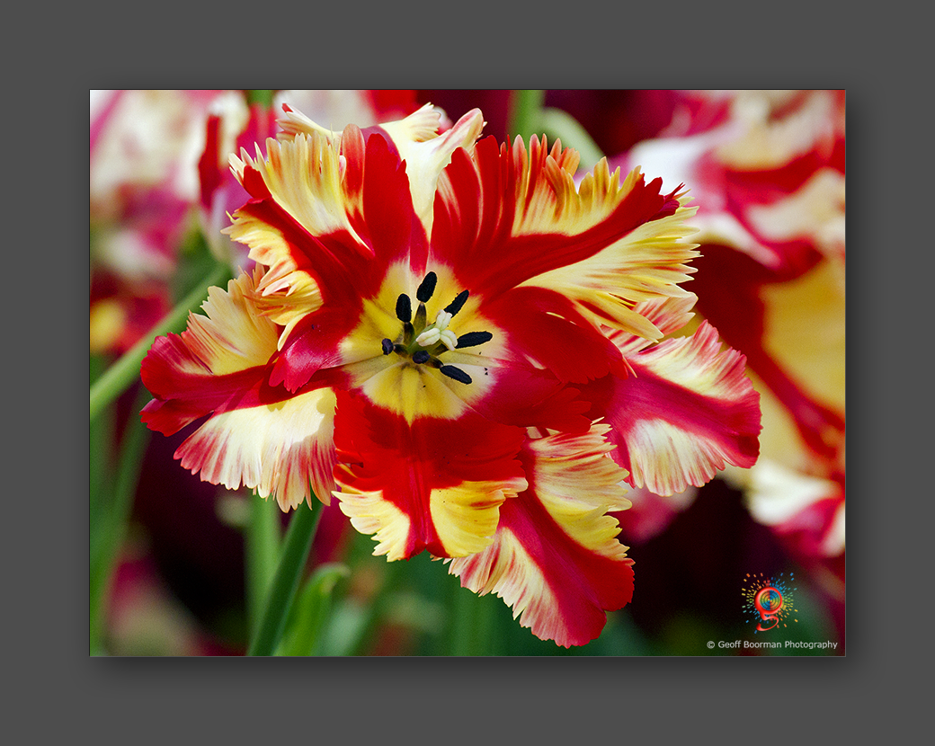 Wombolly Metal - Tulip