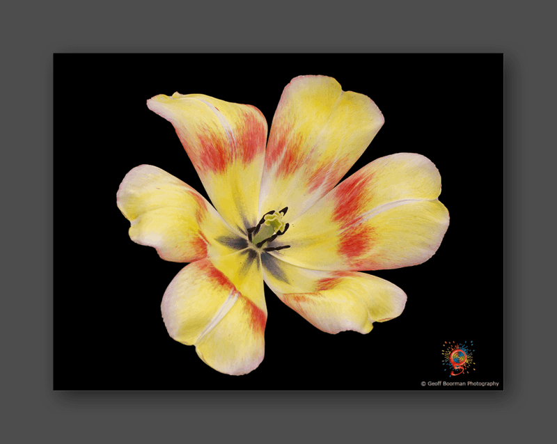 Wombolly Metal - Tulip
