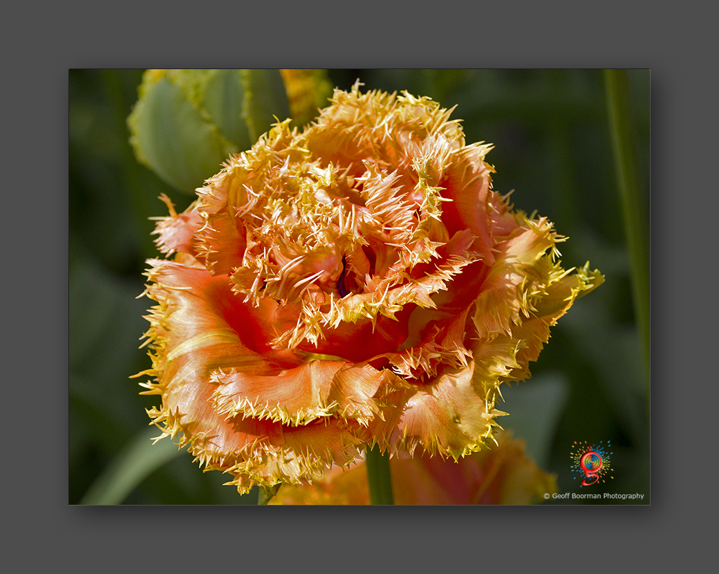 Wombolly Metal - Tulip