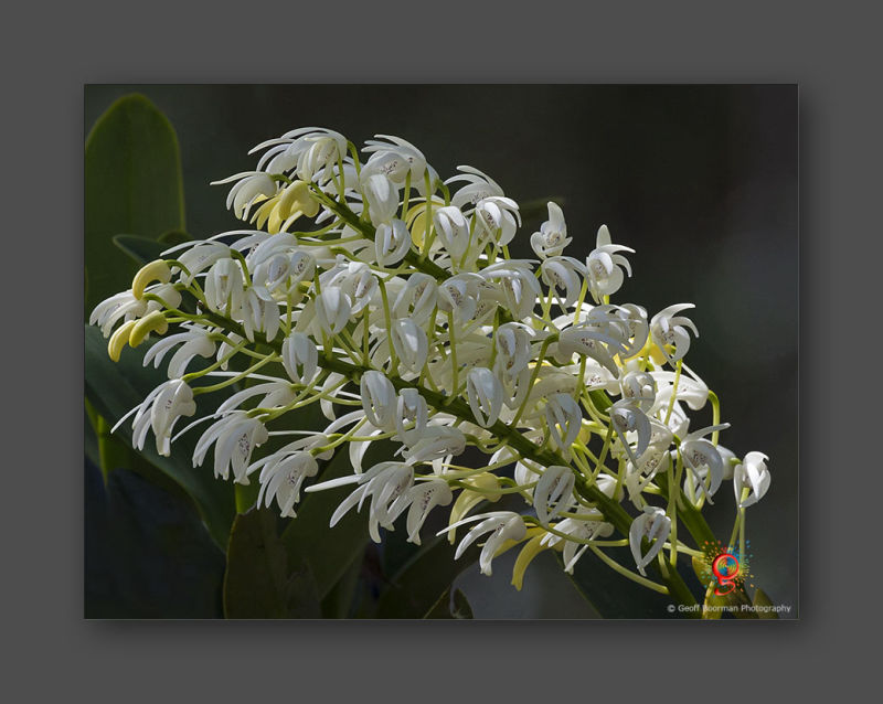 Wombolly Metal - Rock Orchid
