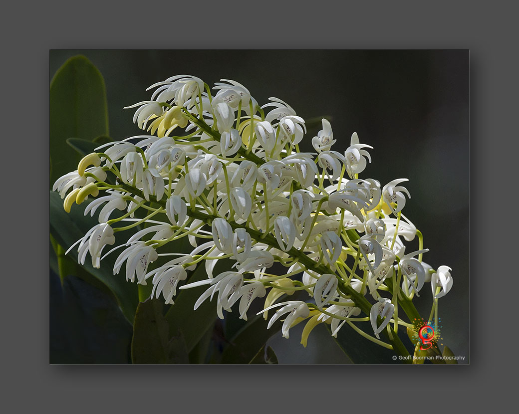 Wombolly Metal - Rock Orchid