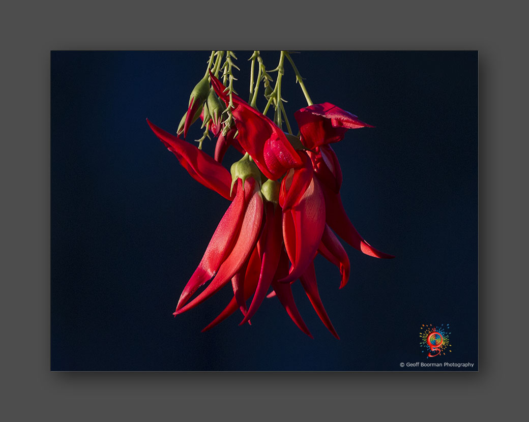 Wombolly Metal - Flowering Pea