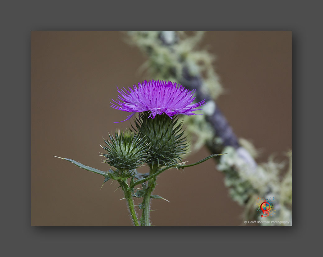 Wombolly Metal - Scotch Thistle