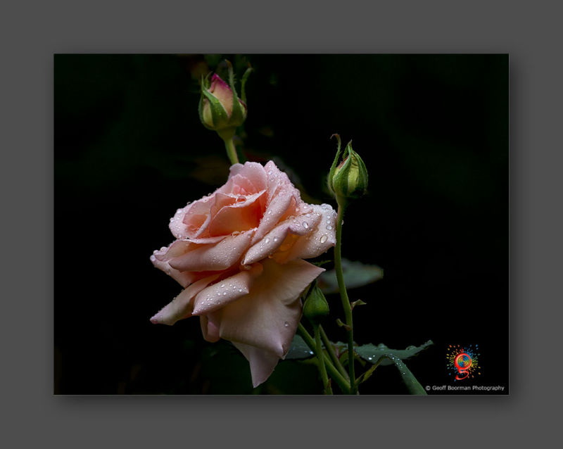 Wombolly Metal - Rose