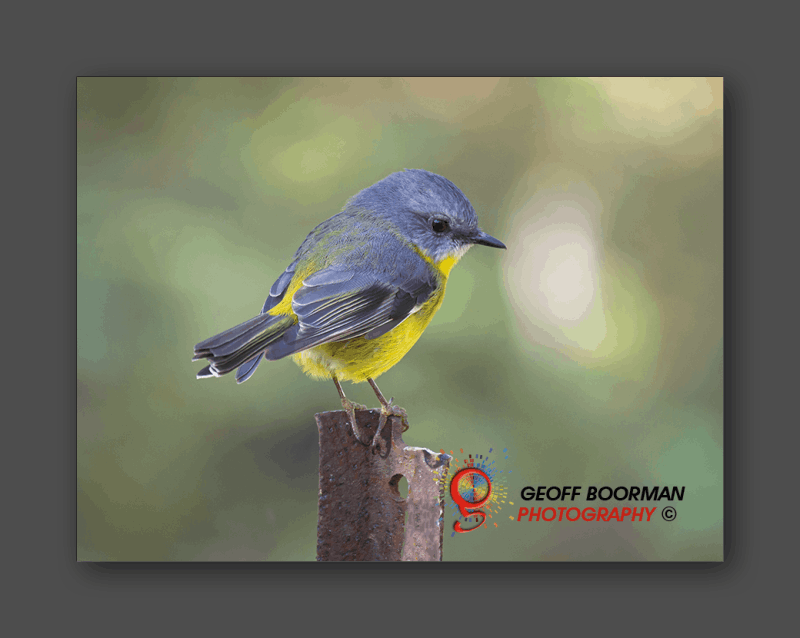 Wombolly Metal - Eastern Yellow Robin