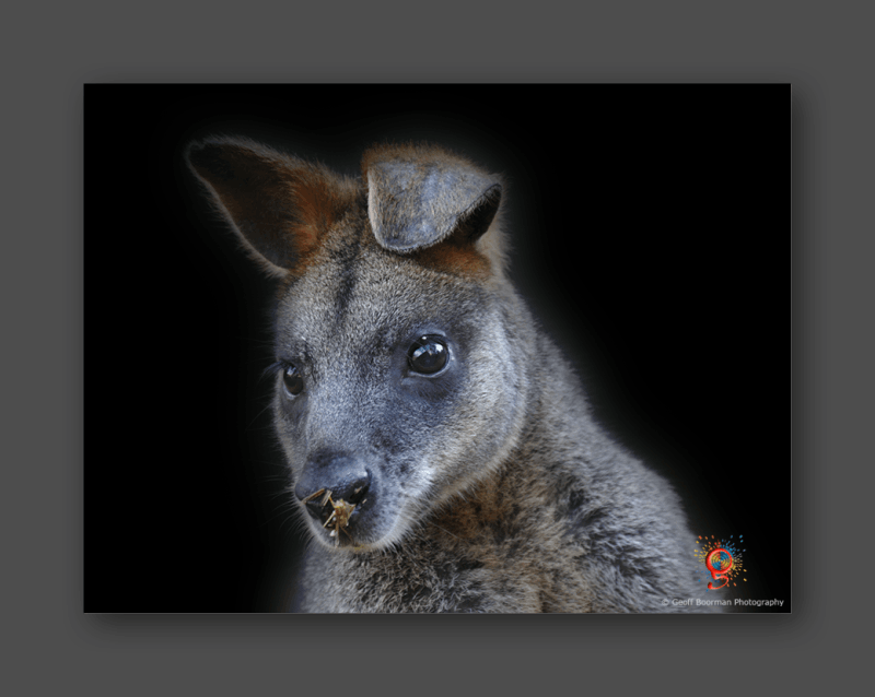 Wombolly Metal - Swamp Wallaby