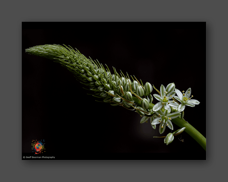 Wombolly Metal - Bulb flower